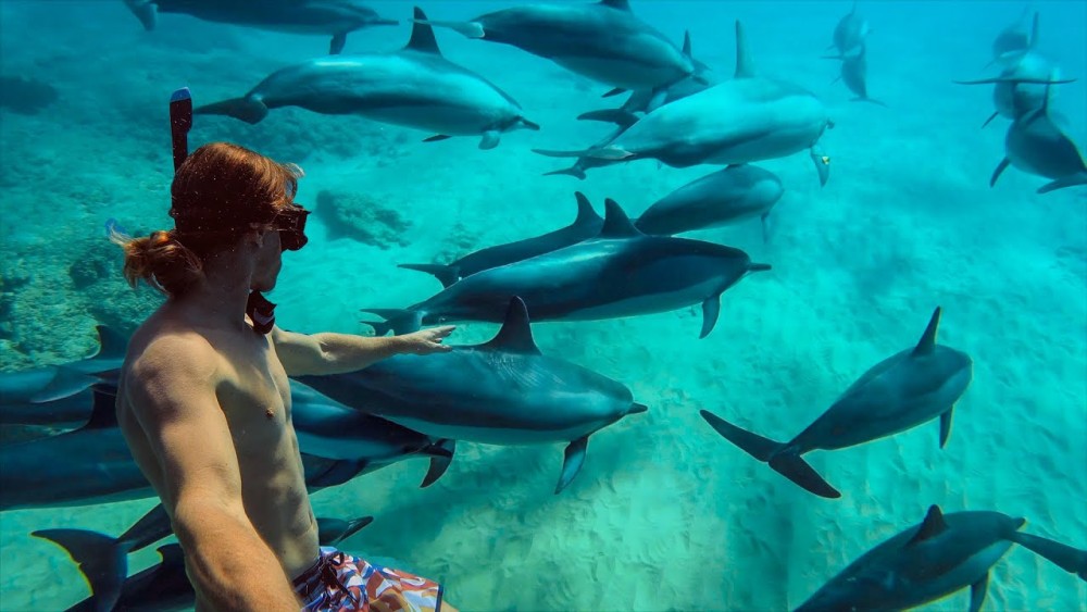 ZANZIBAR DOLPHIN TRIP | ®ExcursionMania