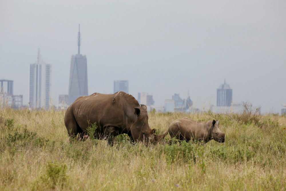 Half-Day Nairobi National Park Safari from Nairobi with Free Pickup | ®ExcursionMania