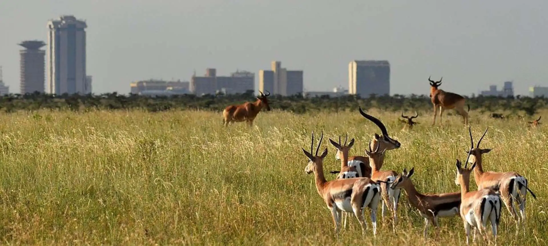 Half-Day Nairobi National Park Safari from Nairobi with Free Pickup | ®ExcursionMania