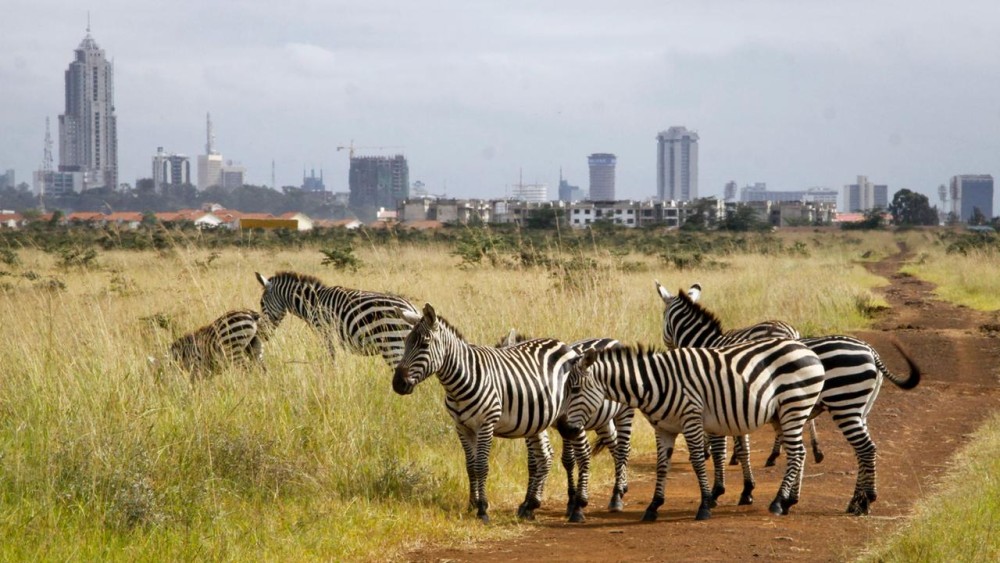 Half-Day Nairobi National Park Safari from Nairobi with Free Pickup | ®ExcursionMania