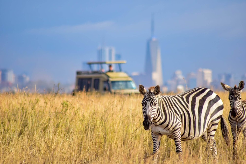 Half-Day Nairobi National Park Safari from Nairobi with Free Pickup | ®ExcursionMania