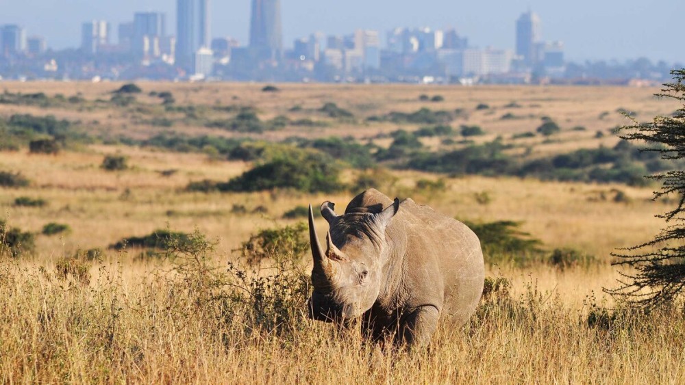 Half-Day Nairobi National Park Safari from Nairobi with Free Pickup | ®ExcursionMania
