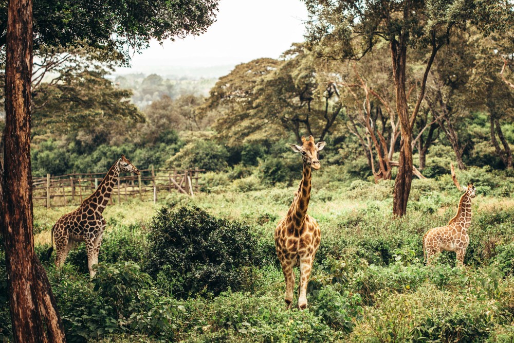 Half-Day Nairobi National Park Safari from Nairobi with Free Pickup | ®ExcursionMania