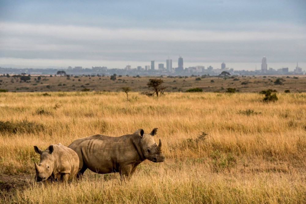 Half-Day Nairobi National Park Safari from Nairobi with Free Pickup | ®ExcursionMania