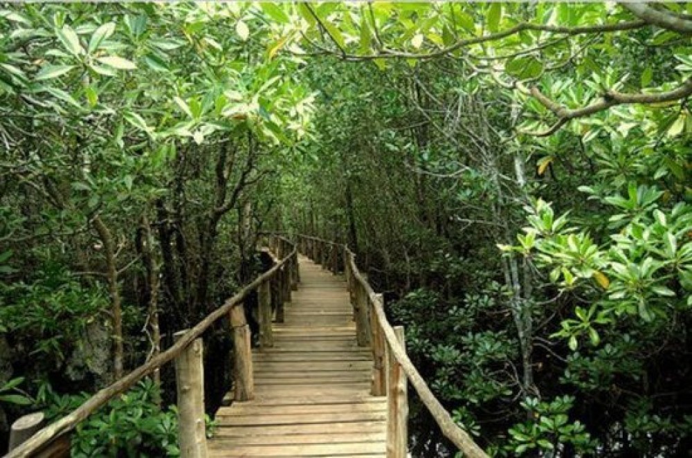Zanzibar Jozani Forest | ®ExcursionMania