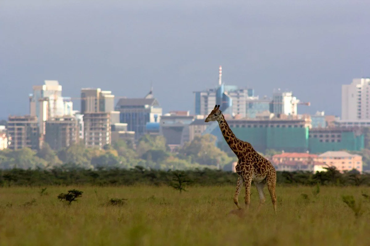 Nairobi National Park, Elephant Orphanage, Giraffe Centre Tour | ®ExcursionMania