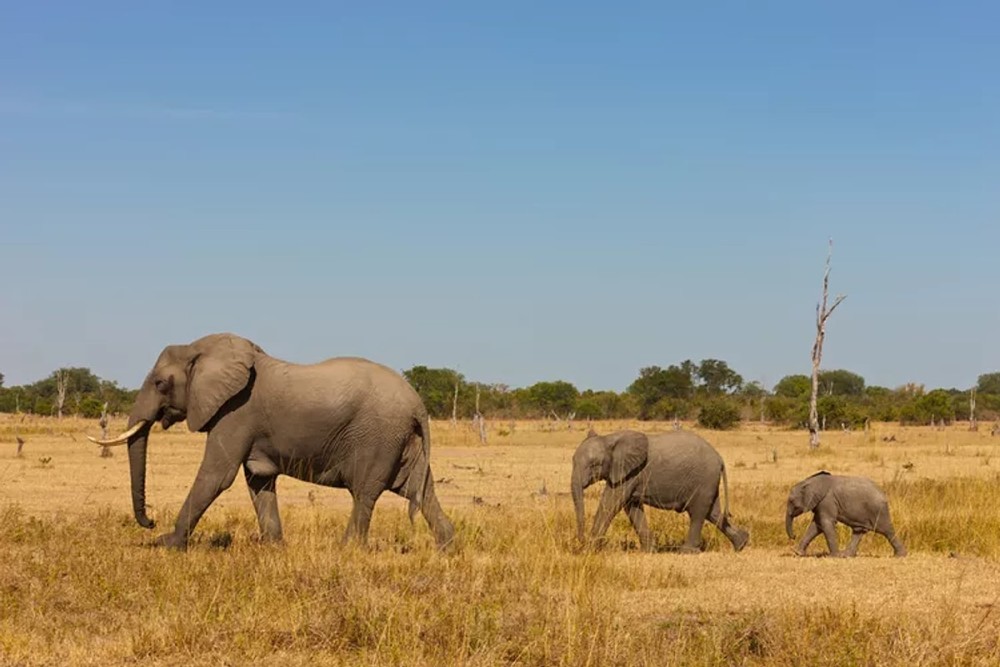 Nairobi National Park, Elephant Orphanage, Giraffe Centre Tour | ®ExcursionMania