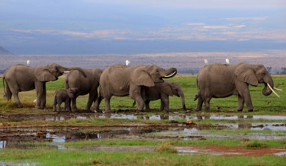 Nairobi National Park, Elephant Orphanage, Giraffe Centre Tour | ®ExcursionMania