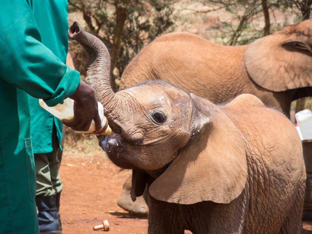 Nairobi National Park, Baby Elephant Orphanage and Giraffe Center | ®ExcursionMania
