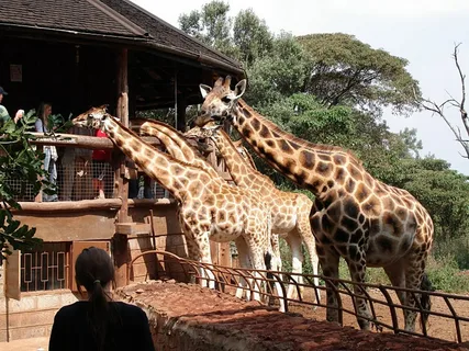 Nairobi National Park, Baby Elephant Orphanage and Giraffe Center | ®ExcursionMania