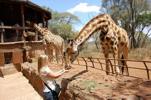 Nairobi National Park, Baby Elephant Orphanage and Giraffe Center | ®ExcursionMania