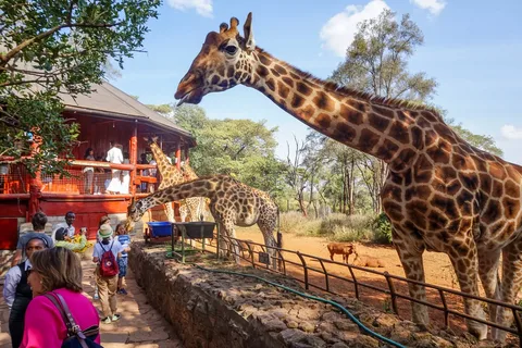 Nairobi National Park, Baby Elephant Orphanage and Giraffe Center | ®ExcursionMania