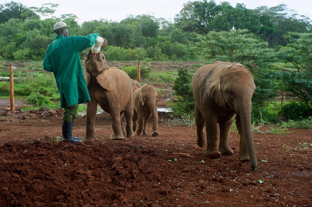 Nairobi National Park, Baby Elephant Orphanage and Giraffe Center | ®ExcursionMania