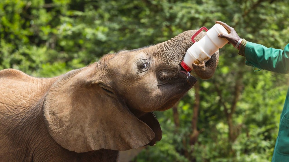 Nairobi National Park, Baby Elephant Orphanage and Giraffe Center | ®ExcursionMania