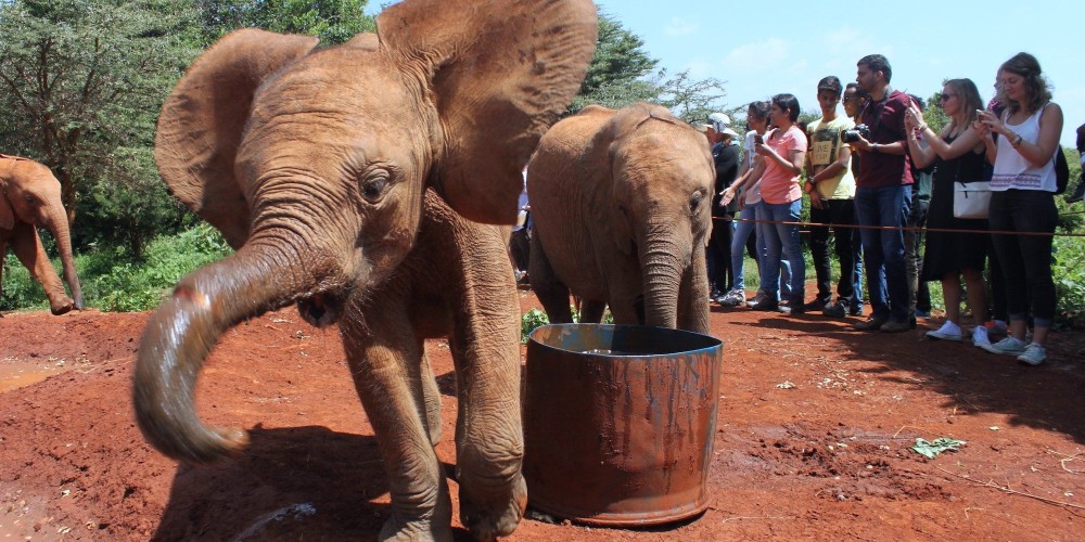 Nairobi National Park, Baby Elephant Orphanage and Giraffe Center | ®ExcursionMania