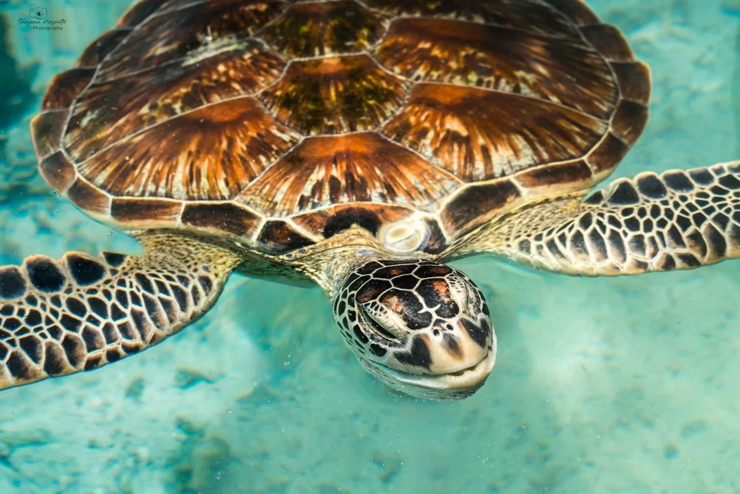 Swimming with Turtles at Salaam Cave at Kizimkazi Zanzibar | ®ExcursionMania