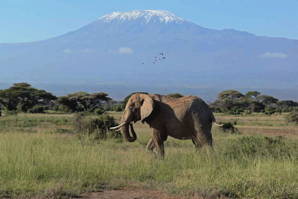 Amboseli National Park Day Trip With Masai Village Visit Tour | ®ExcursionMania