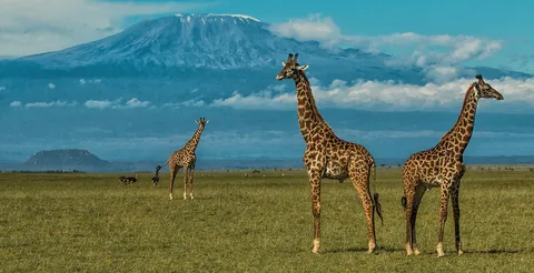Amboseli National Park Day Trip With Masai Village Visit Tour | ®ExcursionMania