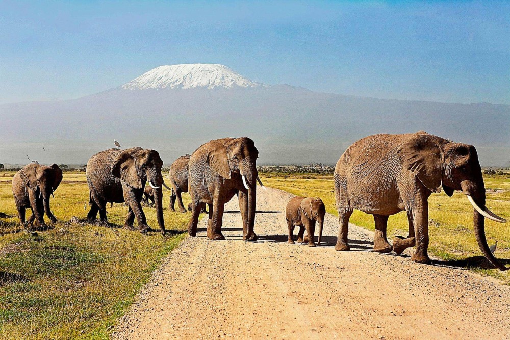 Amboseli National Park Day Trip With Masai Village Visit Tour | ®ExcursionMania