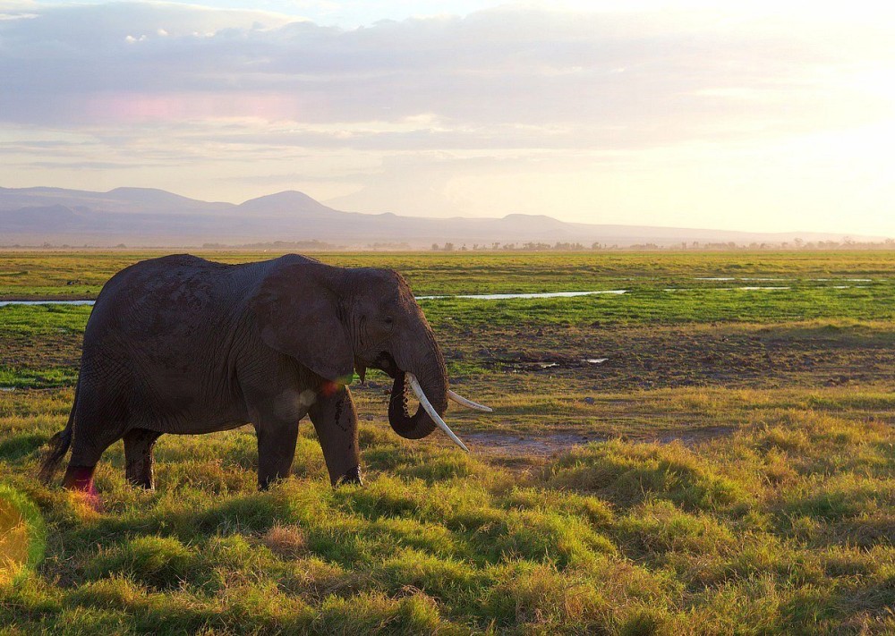 Amboseli National Park Day Trip With Masai Village Visit Tour | ®ExcursionMania