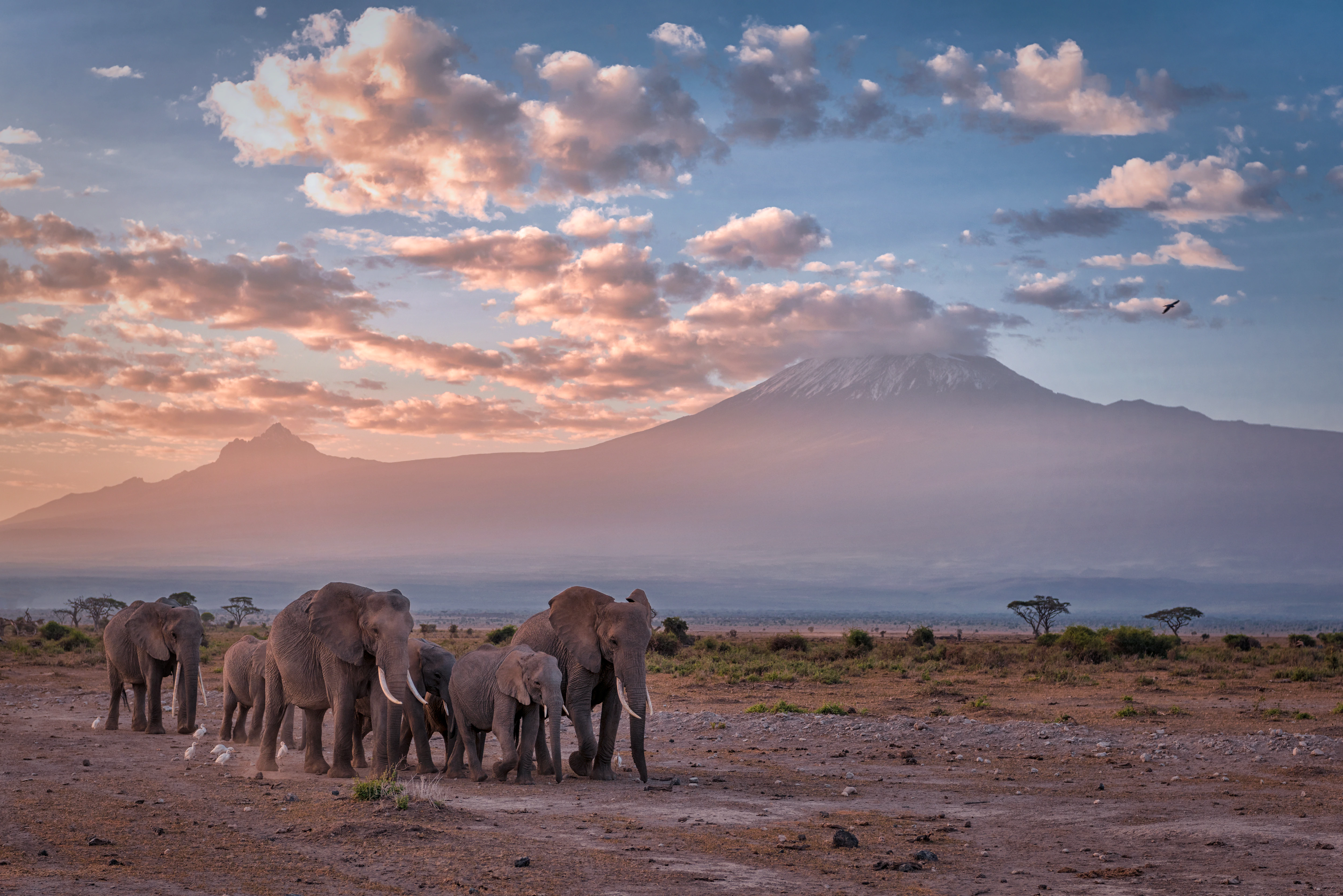 Amboseli National Park Day Trip With Masai Village Visit Tour | ®ExcursionMania