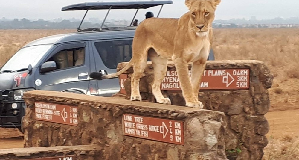 Nairobi National Park Game Drive With Free Pick Up Group Joining | ®ExcursionMania