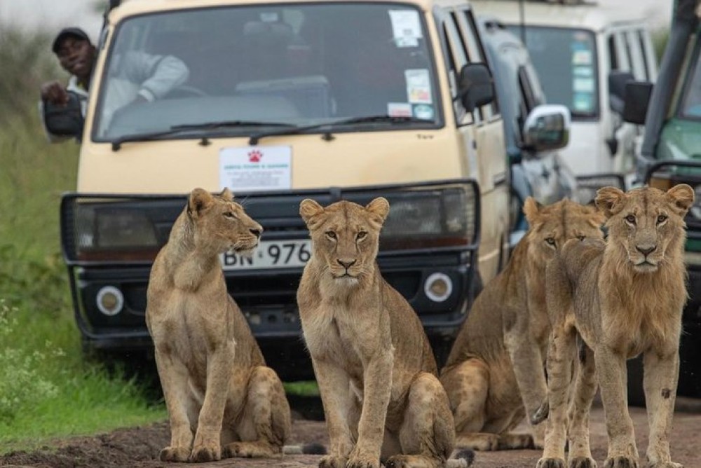 3 Days 2 Nights Masai Mara Joining Safari From Nairobi | ®ExcursionMania