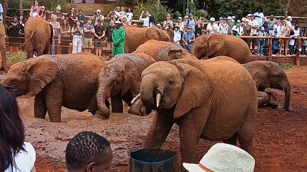 Half Day Elephant Orphanage & Giraffe CenterKobe Beads With Fees | ®ExcursionMania