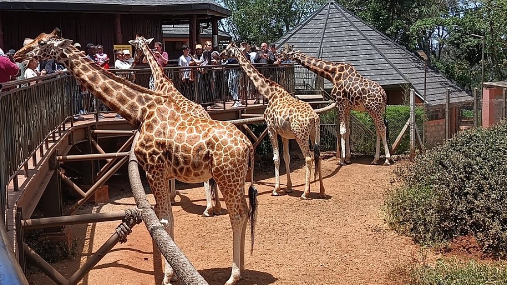 Half Day Elephant Orphanage & Giraffe CenterKobe Beads With Fees | ®ExcursionMania