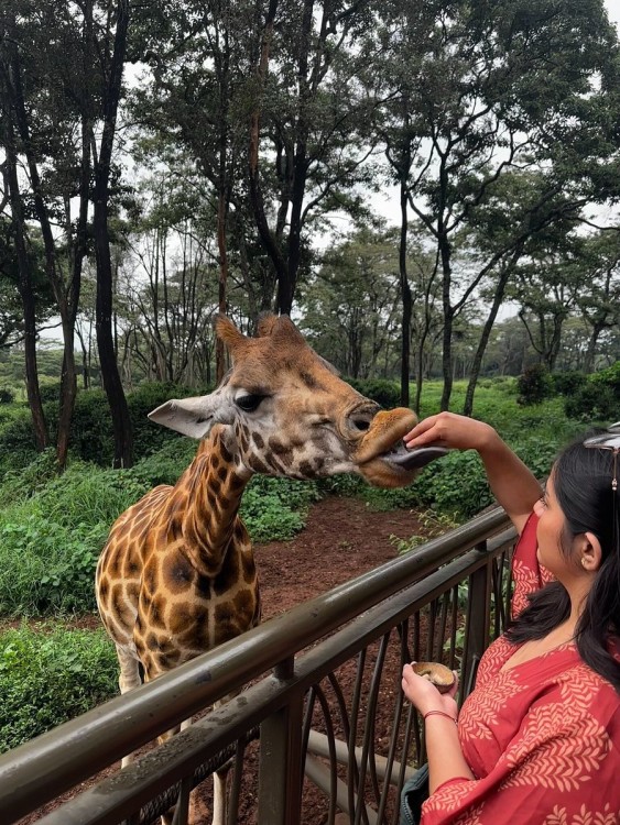 Half Day Elephant Orphanage & Giraffe CenterKobe Beads With Fees | ®ExcursionMania
