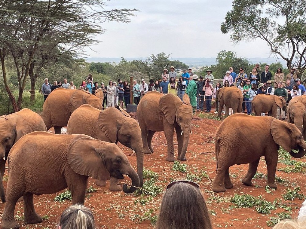 Half Day Elephant Orphanage & Giraffe CenterKobe Beads With Fees | ®ExcursionMania