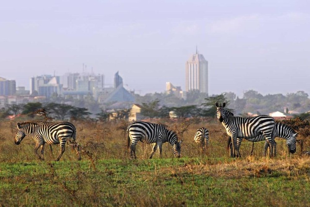 Nairobi National Park Half-Day Tour Free Wi-Fi connection | ®ExcursionMania