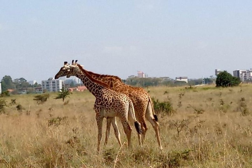 Nairobi National Park Half-Day Tour Free Wi-Fi connection | ®ExcursionMania
