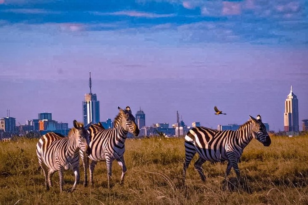 Nairobi National Park Half-Day Tour Free Wi-Fi connection | ®ExcursionMania