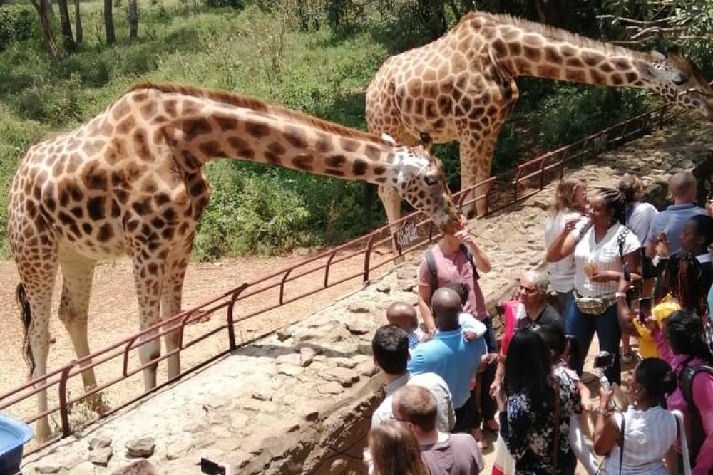 Nairobi National Park Half-Day Tour Free Wi-Fi connection | ®ExcursionMania
