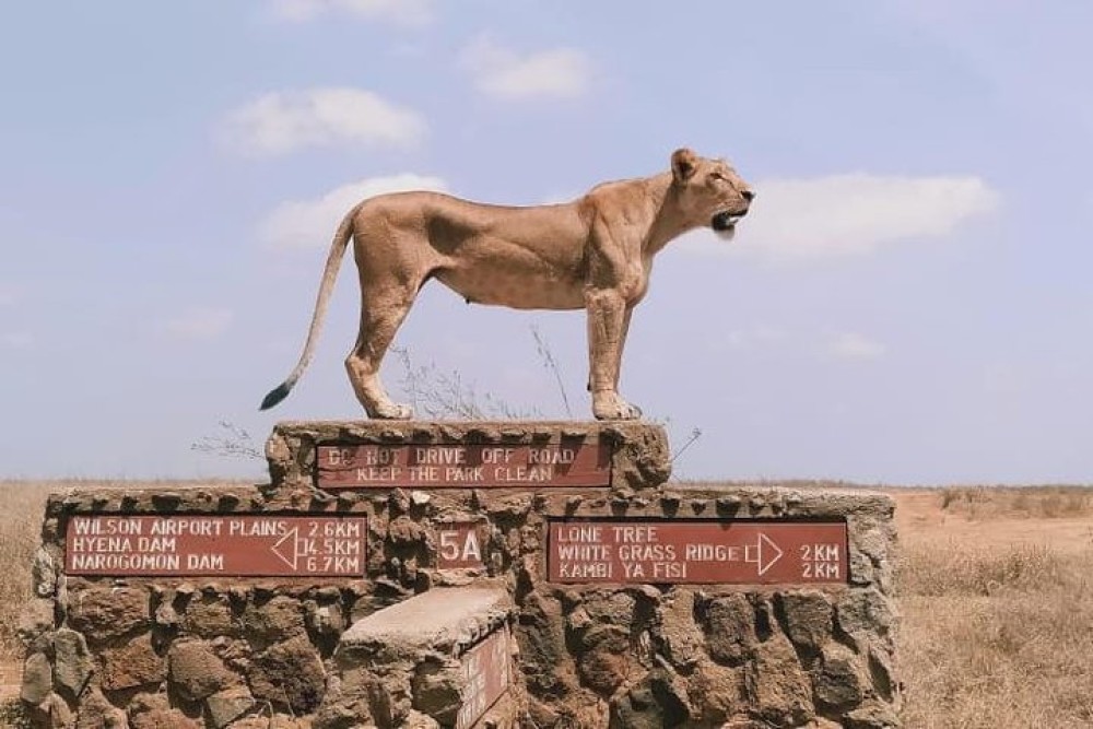 Nairobi National Park Half-Day Tour Free Wi-Fi connection | ®ExcursionMania