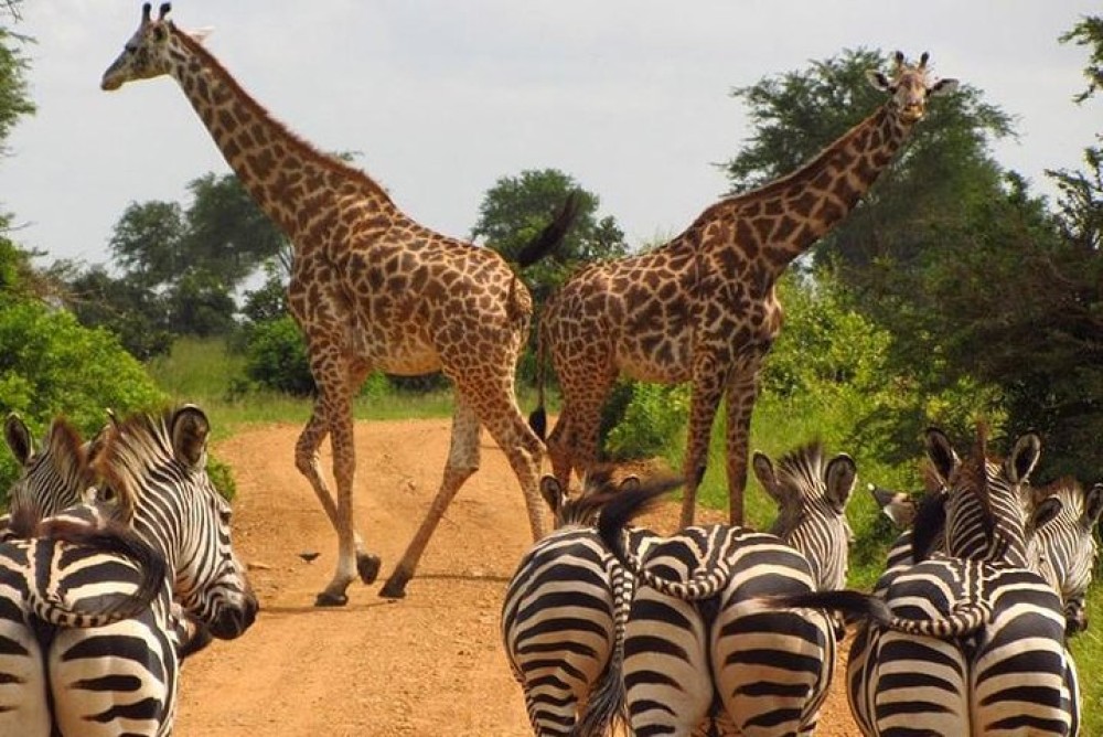 Nairobi National Park Half-Day Tour Free Wi-Fi connection | ®ExcursionMania