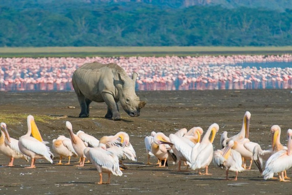 Lake Nakuru National Park: Day Trip from Nairobi | ®ExcursionMania