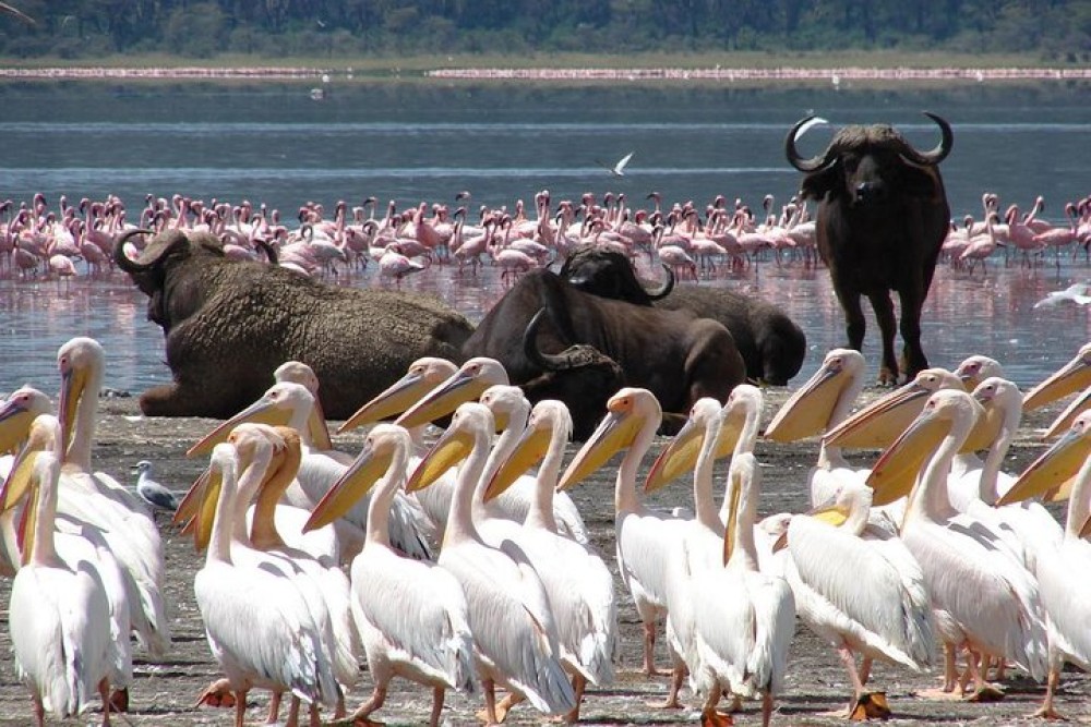 Lake Nakuru National Park: Day Trip from Nairobi | ®ExcursionMania