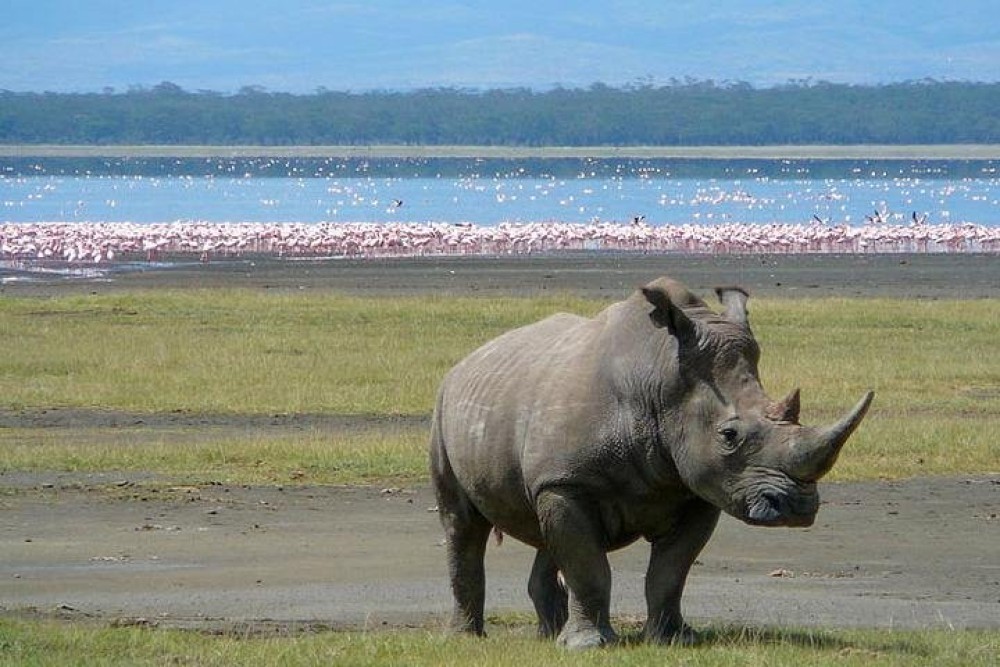 Lake Nakuru National Park: Day Trip from Nairobi | ®ExcursionMania