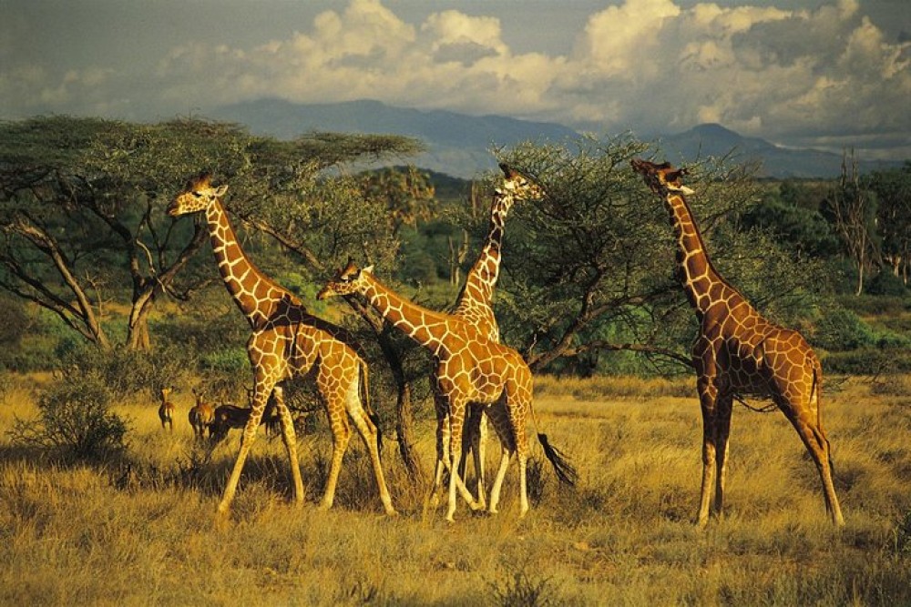 Lake Nakuru National Park: Day Trip from Nairobi | ®ExcursionMania