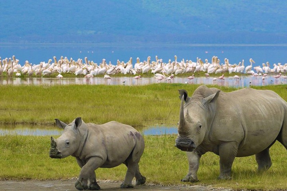 Lake Nakuru National Park: Day Trip from Nairobi | ®ExcursionMania