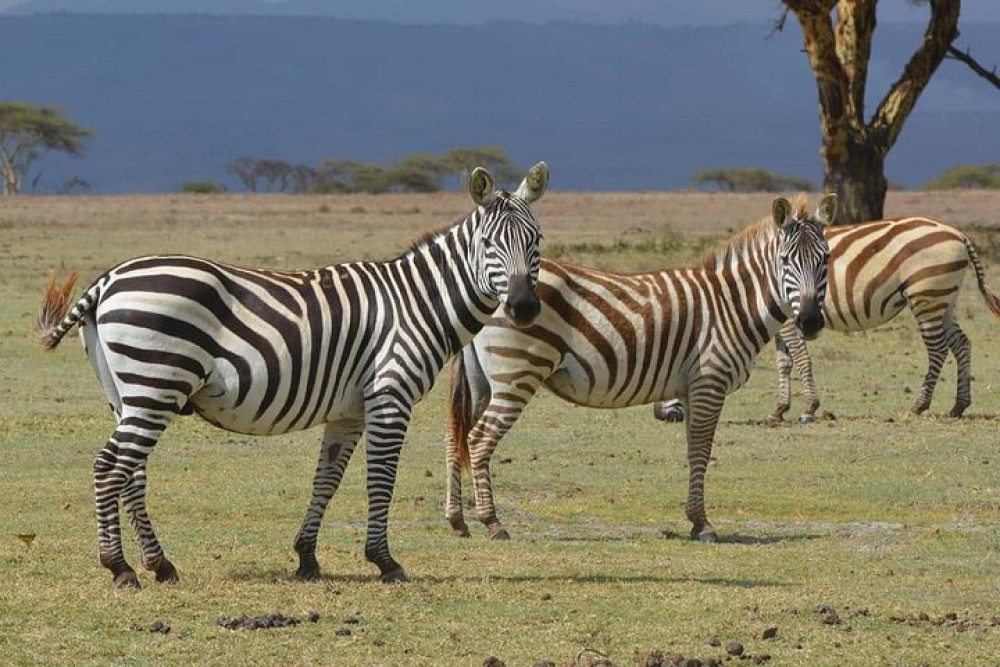 Lake Nakuru National Park: Day Trip from Nairobi | ®ExcursionMania