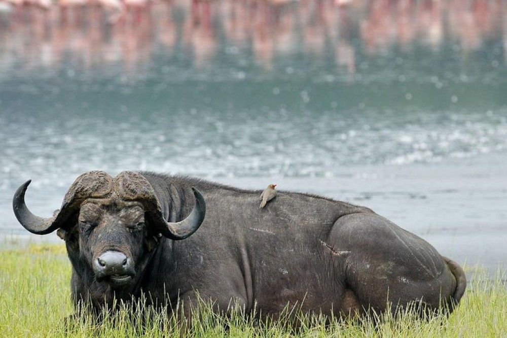 Lake Nakuru National Park: Day Trip from Nairobi | ®ExcursionMania