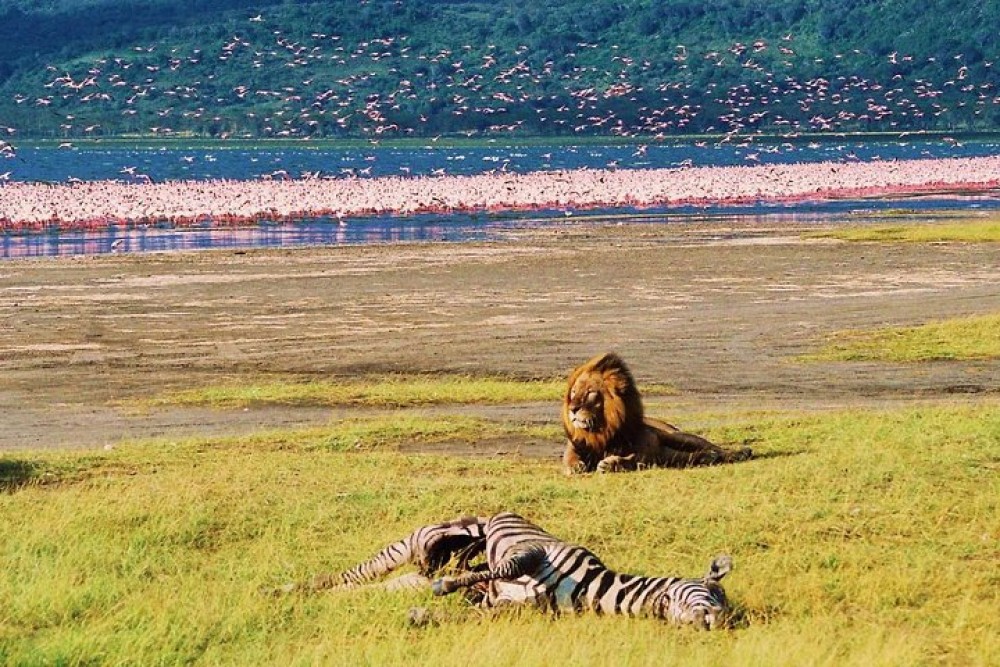 Lake Nakuru National Park: Day Trip from Nairobi | ®ExcursionMania