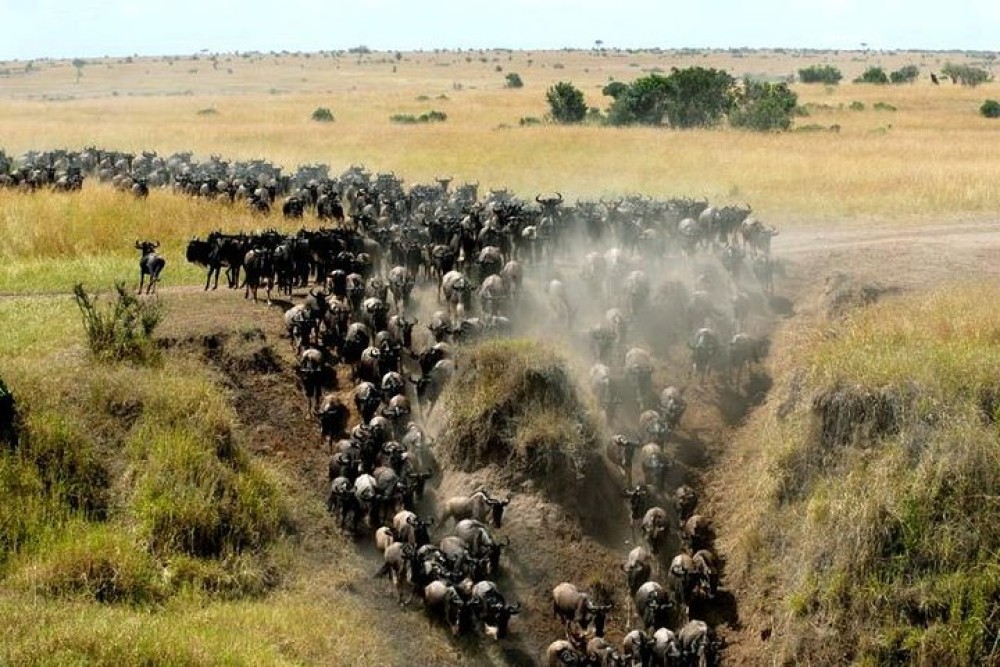 3 Days Masai Mara Camping | ®ExcursionMania