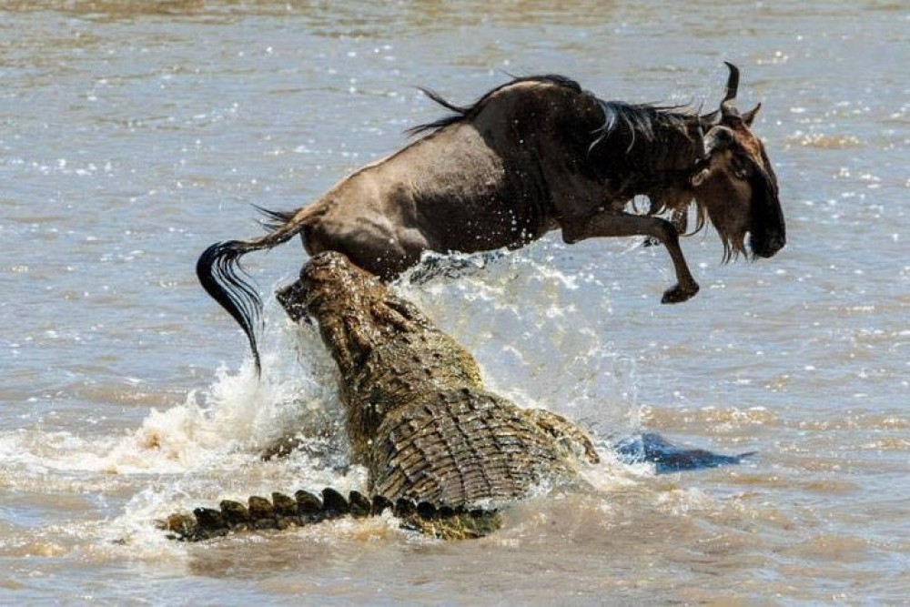 3 Days Masai Mara Camping | ®ExcursionMania