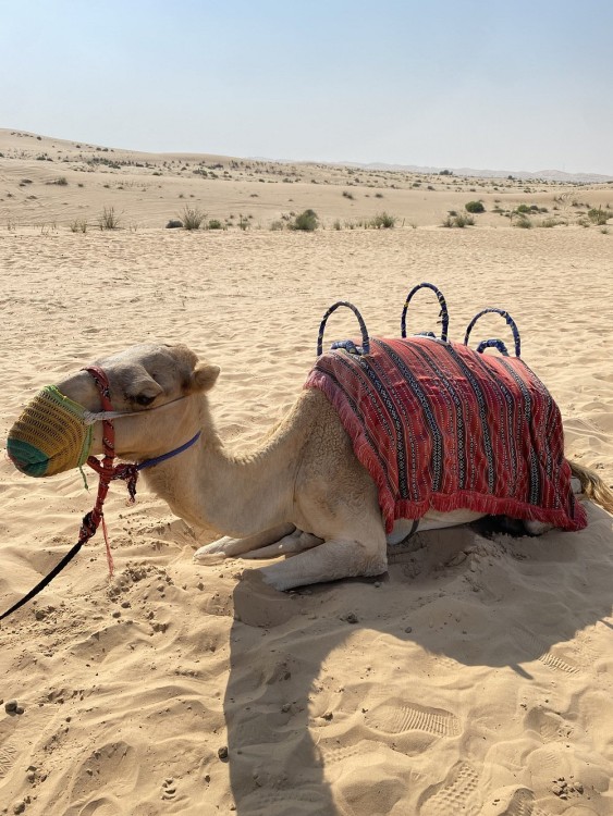 Abu Dhabi Morning Desert Safari with Camel Ride | ®ExcursionMania