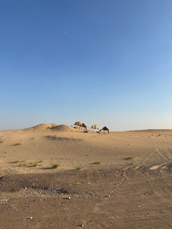 Abu Dhabi: 4x4 Desert Safari with Sandboarding | ®ExcursionMania