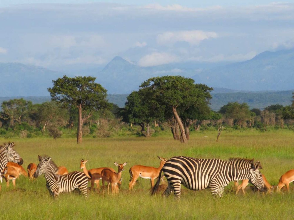 Safari Wildlife 3 Days 2 Night From Zanzibar to Mikumu | ®ExcursionMania